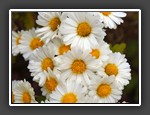 7 - Flowers    Tonya Tapp