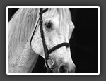 Horse Portrait
 Lorraine Shannon
Score: 12.6 - Yellow Level
