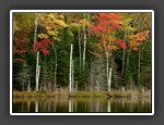 Autumn Colors
© Joe Howard
8 points