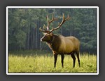 Cataloochee Elk
© Jim Howard
11 points
